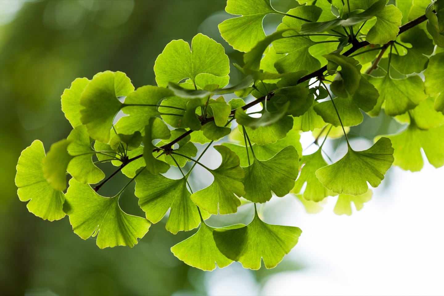 Dementia. Does ginkgo biloba help?