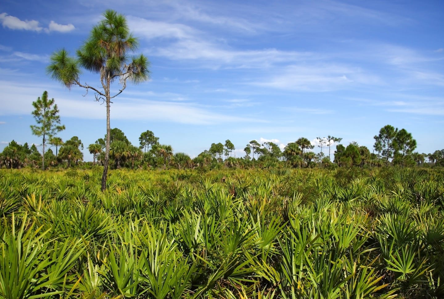 Serenoa repens no help for enlarged prostate