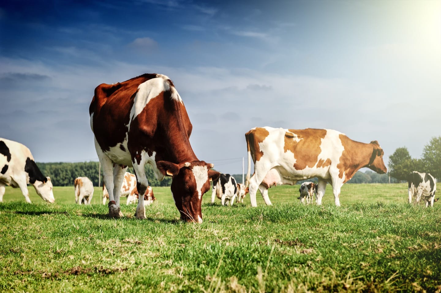 Lactose intolerance, Could you have it?