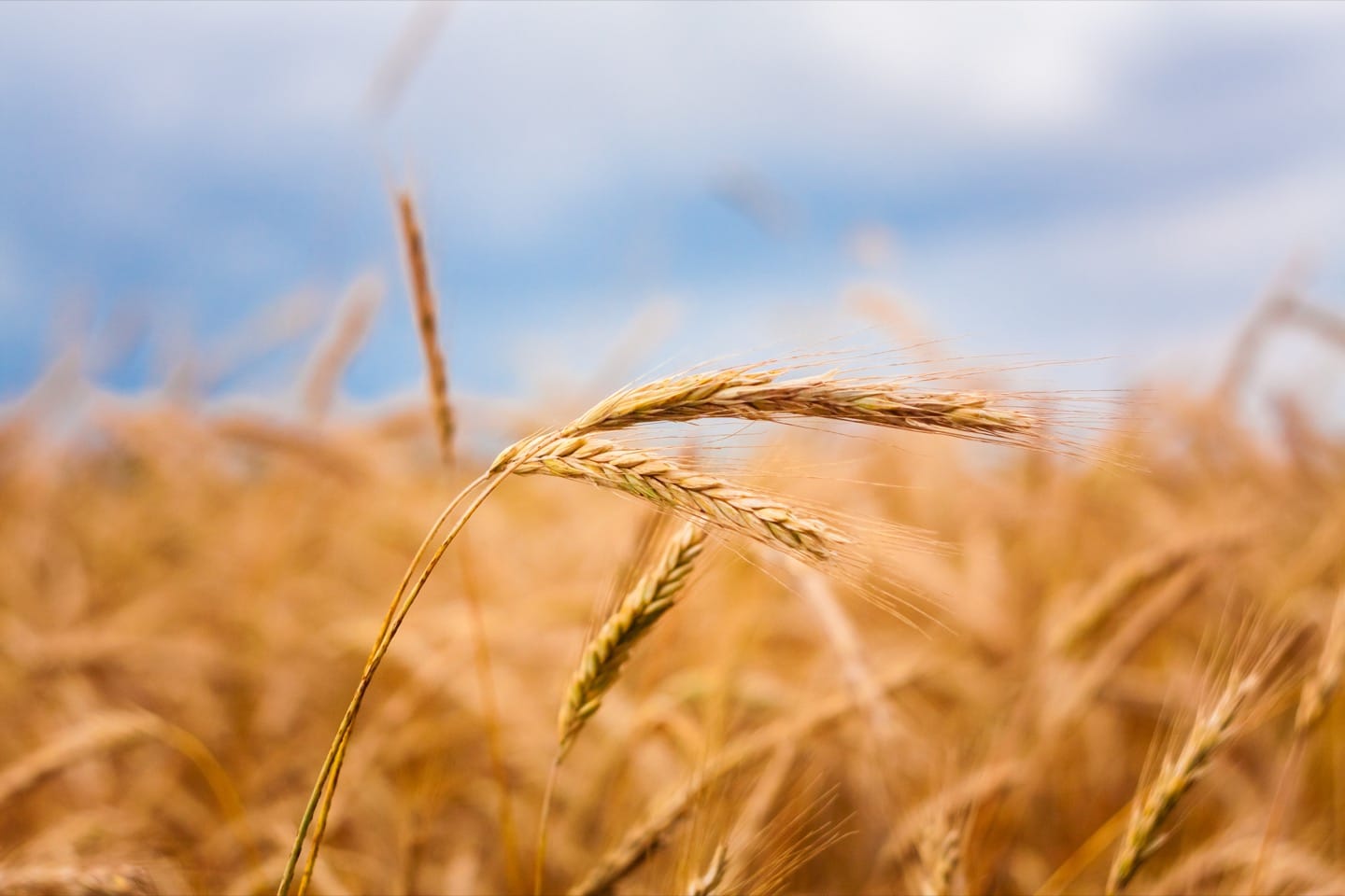 Coeliac disease.  Many cases undiagnosed