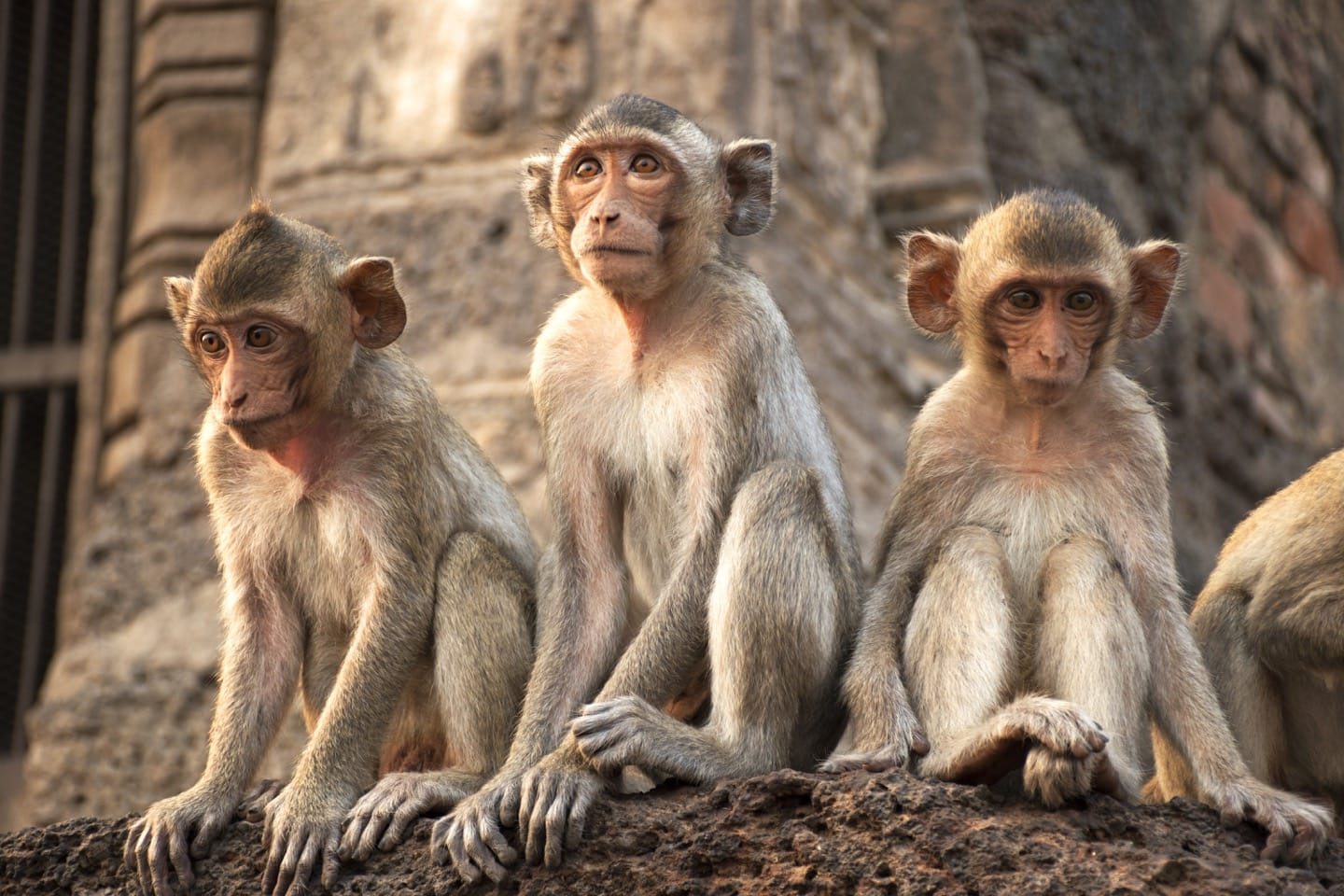 Rabies. How to reduce your risk