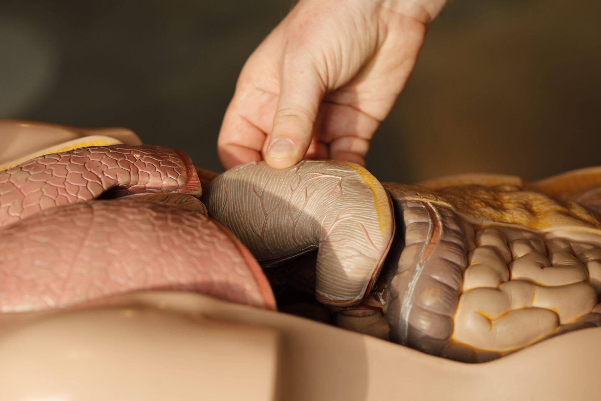 Caring for Your kidneys